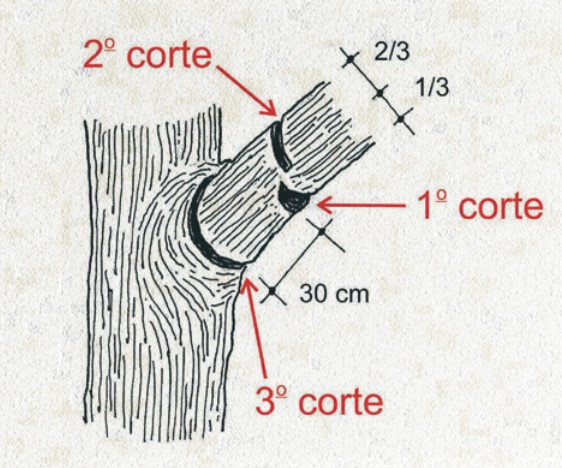 Corte de um galho em três etapas